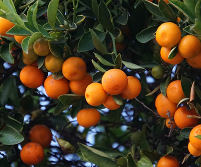 A Diversified Agribusiness Leader Transforms Dry Goods Planning with Elfonze’s Tailored Supply Chain Solution