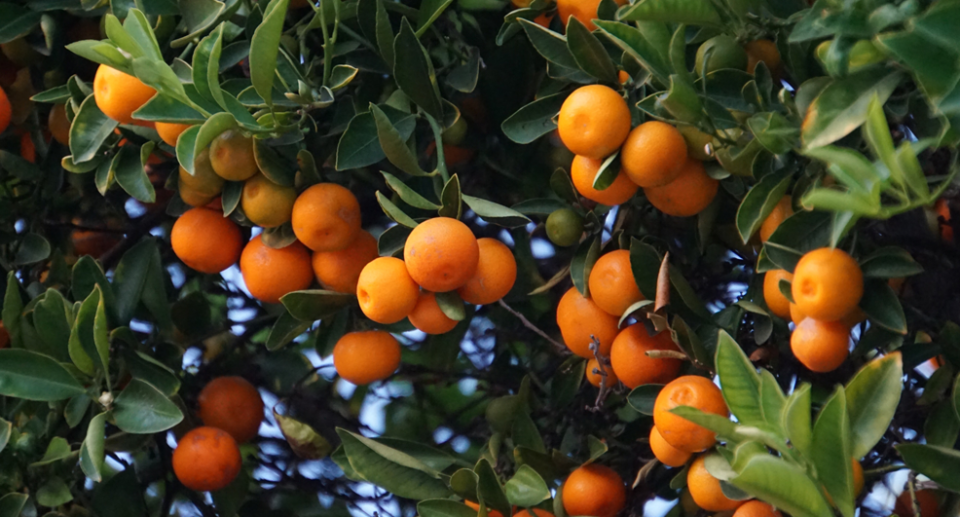 Agribusiness forecasting solution